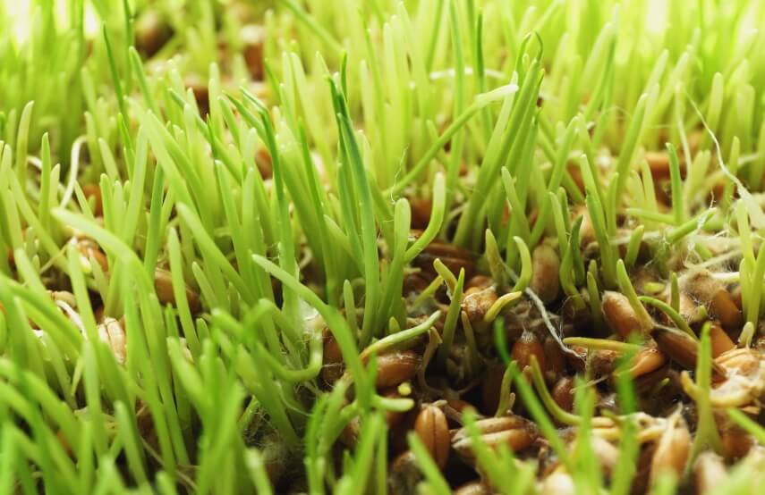 sprouted-wheat-grass-