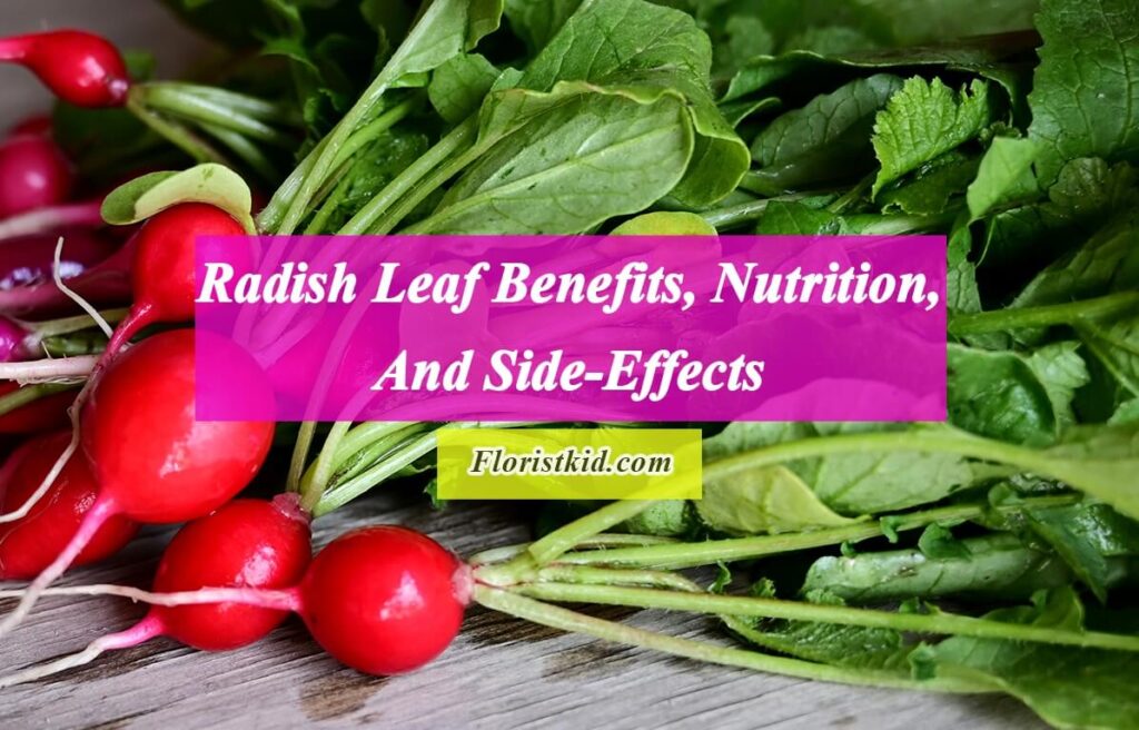 Radish Leaf Benefits, Nutrition, And Side-Effects